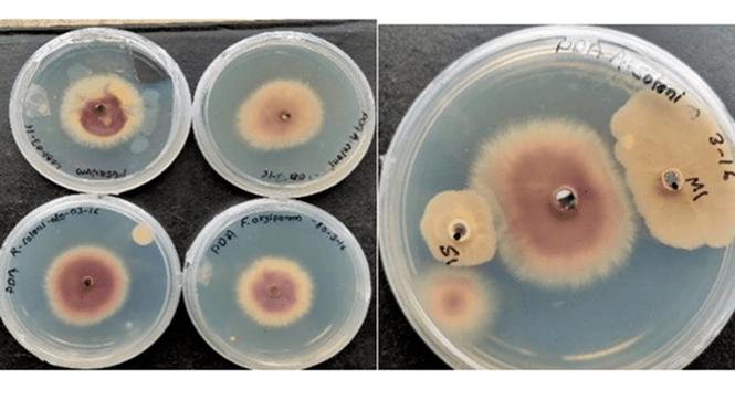 Hyper-tolerant As-resistant Bacillus species from agricultural soil